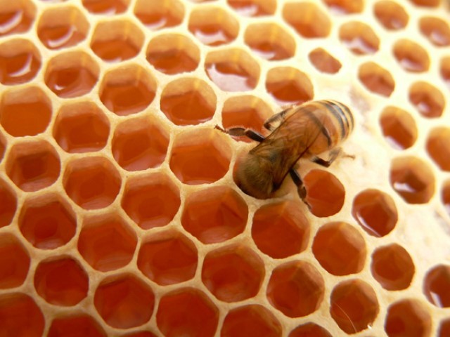 Nhung cam ky khi su dung mat ong ban can biet-Hinh-6